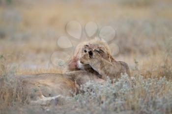 Male lion in the wilderness of Africa