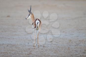 Gazelle in the wilderness of Africa