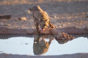 Cheetah cubs in the wilderness of Africa