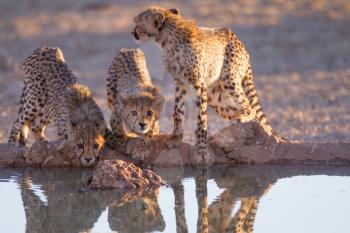 Cheetah cubs in the wilderness of Africa