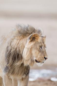 Male lion in the wilderness of Africa