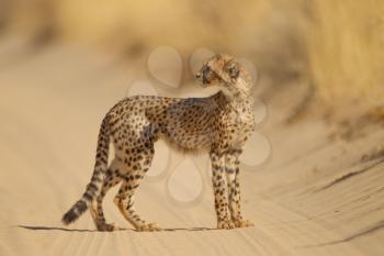 Cheetah cubs in the wilderness of Africa