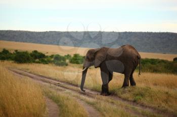 African Elephant in the wilderness of Africa