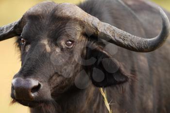 Cape buffalo in the wilderness of Africa