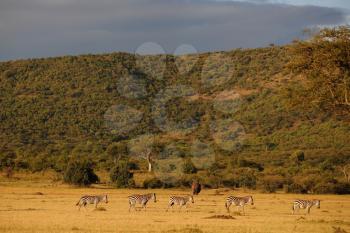 Zebras in the wilderness of Africa