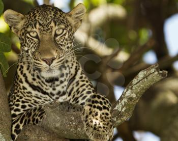 Leopard on tree in the wilderness of Africa