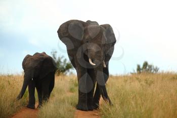 African Elephant in the wilderness of Africa