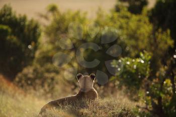 Lion cub in the wilderness of Africa