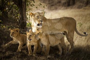 Lion cub in the wilderness of Africa