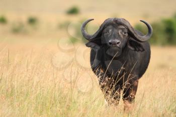 Cape buffalo in the wilderness of Africa