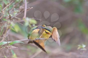 Bee eater bird mom feeding the chick perched on a branch, european bee eater