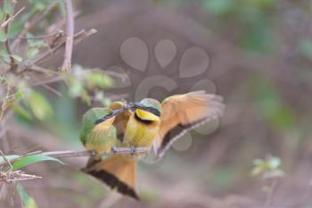 Bee eater bird mom feeding the chick perched on a branch, european bee eater