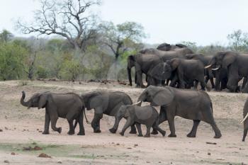 Herd of elephants in the wilderness of Africa