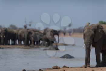 Herd of elephants in the wilderness of Africa