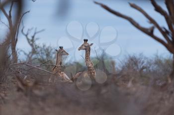 Giraffe in the wilderness of Africa