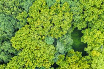 Aerial of green trees with crescent interval field, aerial in Suzhou, China.