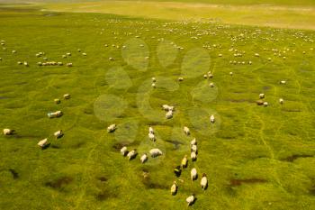 Sheep on the prairie with blue sky. Shot in xinjiang, China.