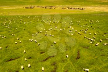 Sheep on the prairie with blue sky. Shot in xinjiang, China.