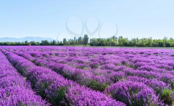 Lavender manor on a sunny day. Shot in xinjiang, China.