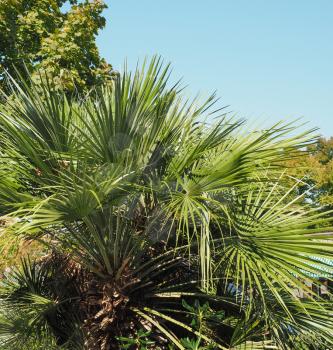 Detail of Palm tree (Arecaceae) tree leaves