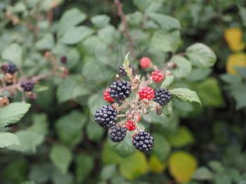 Blackberry (Rubus fruticosus) fruits, healthy vegetarian food
