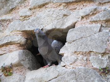 domestic pigeon animal in a hole in stone wall