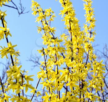 Detail of yellow flowers of a Forsythia tree