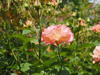 yellow pink rose perennial shrub (genus Rosa) flower bloom