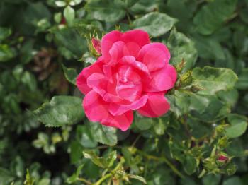 Red Rose perennial shrub (genus Rosa) flower
