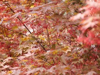 Red maple acer (Acer Rubrum) aka swamp maple, water maple or soft maple tree, selective focus on leaves and flowers, blurred background