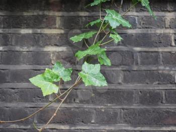 ivy (Hedera) plant over dark red bricks wall useful as a background