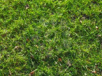 Green grass in meadow or lawn useful as a background