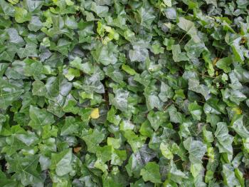 Green ivy leaves useful as a background