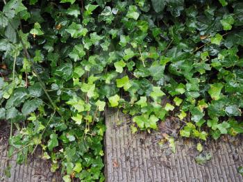 Green Ivy (Hedera) plant leaves useful as a background