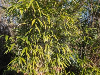 bamboo (Bambuseae) tree leaves useful as a background