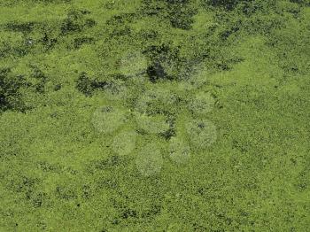 Algae floating on water surface in a pond