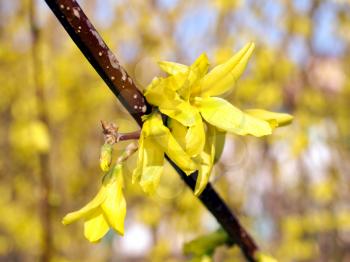 Detail of yellow flowers of a Forsythia tree