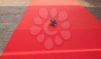 domestic pigeon bird on the red carpet