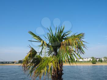 View of Rhein (Rhine) river in Duesseldorf, Germany - Selective focus on palm tree