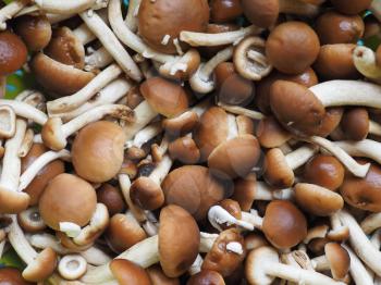 cyclocybe aegerita (aka poplar mushroom, chestnut mushroom or velvet pioppini) mushrooms food