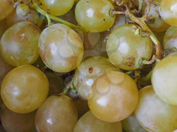 white grape (Vitis vinifera) fruit vegetarian food