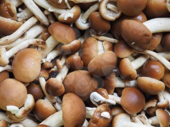 cyclocybe aegerita (aka poplar mushroom, chestnut mushroom or velvet pioppini) mushrooms food