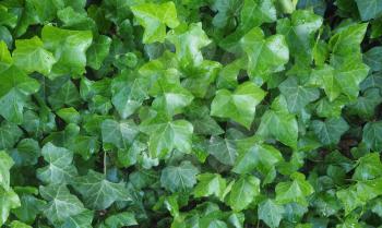 Ivy (aka Hedera) plant useful as background