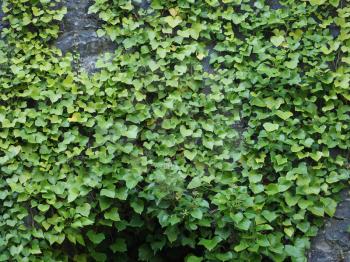 ivy (Hedera) plant growing on a stone, useful as a background