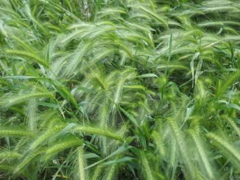 hordeum murinum aka wall barley or false barley grass plant