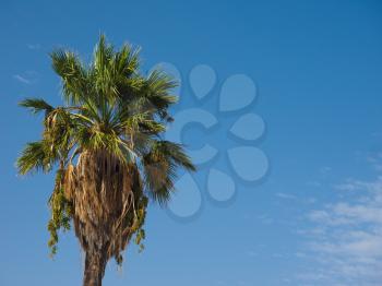 palm tree (Arecaceae) over blue sky with copy space