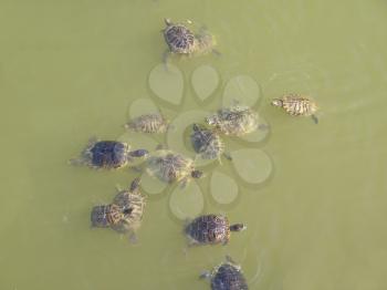 Turtle terrapin tortoise- Animalia Chordata Vertebrata Reptilia Testudines