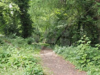 pedestrian path in the woods amidst the trees