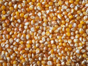 Pop corn maize useful as a background