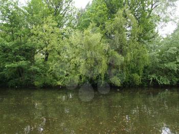 A Weeping Willow (Salix) plant by a water pond